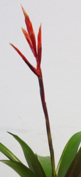 Bromelia