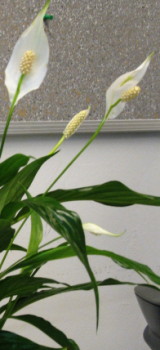 Spathiphyllum